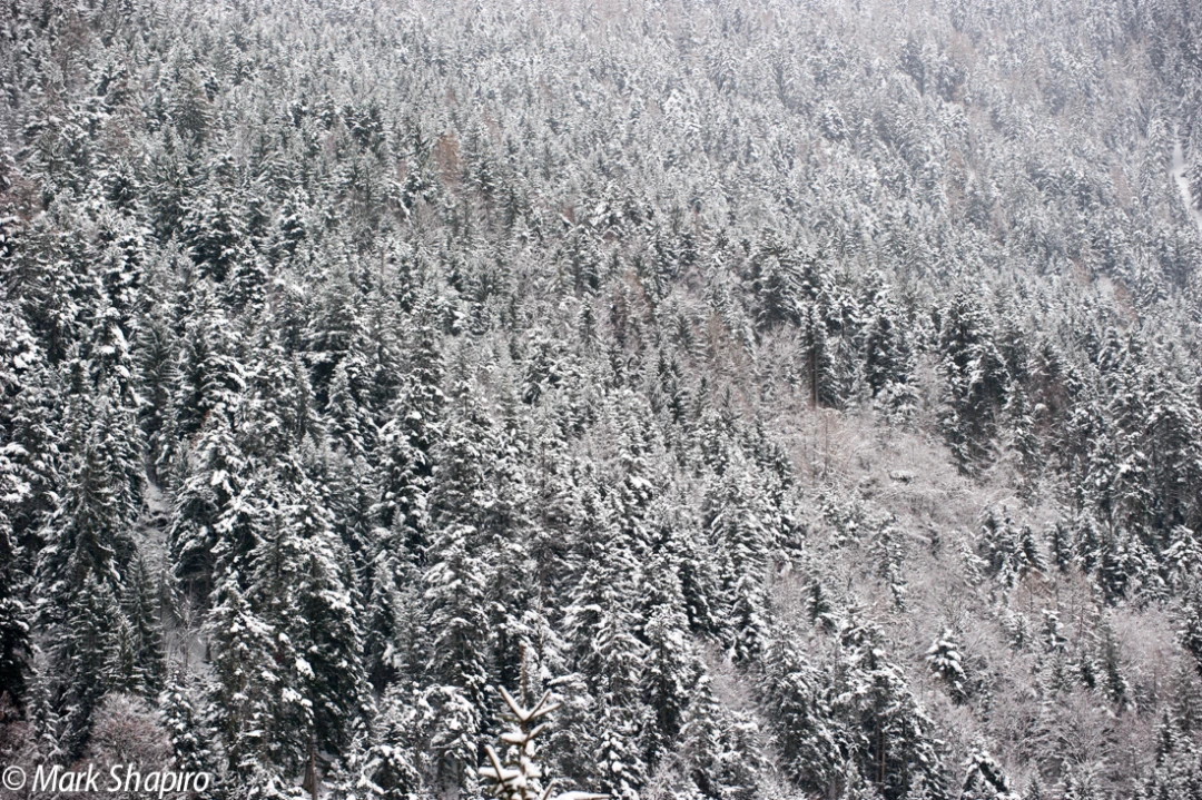 Elements-Trees-228