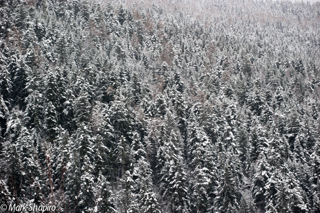 Elements-Trees-229
