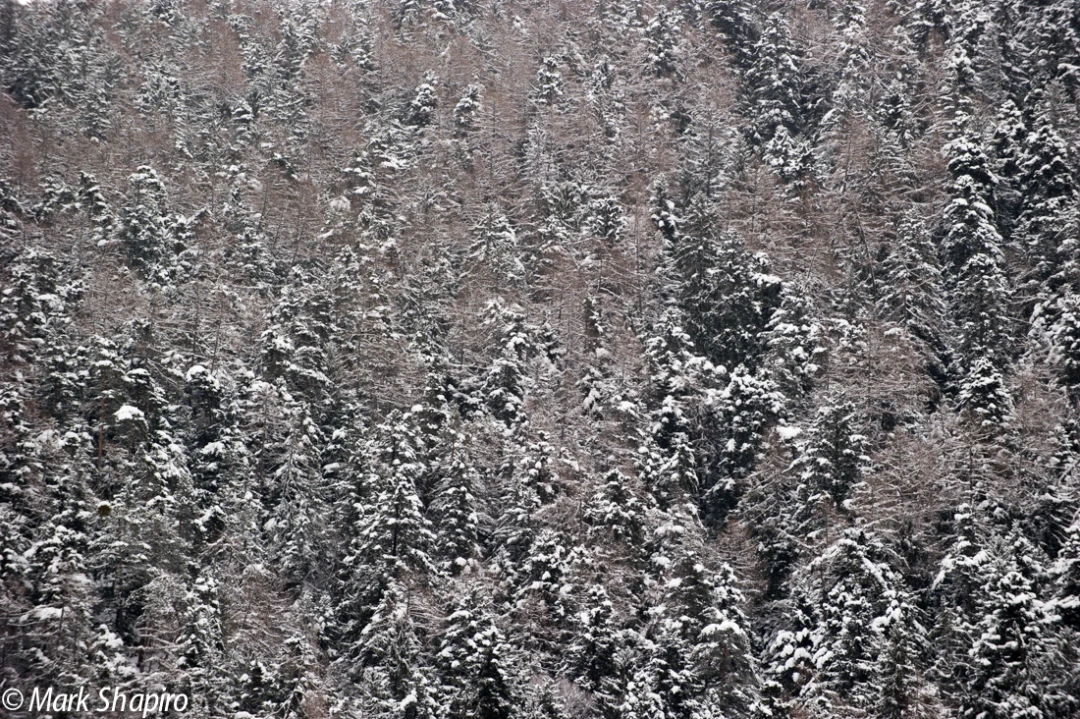 Elements-Trees-230