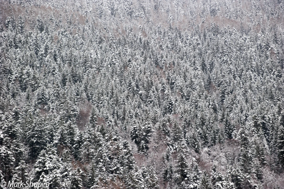 Elements-Trees-231