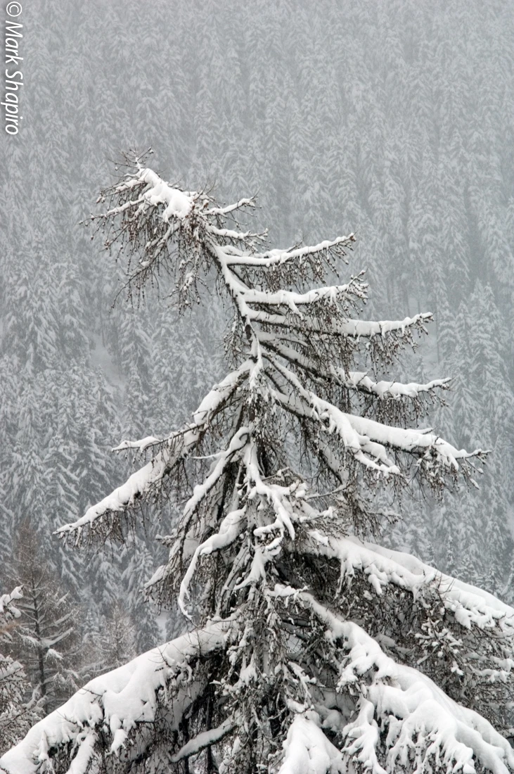 Elements-Trees-23