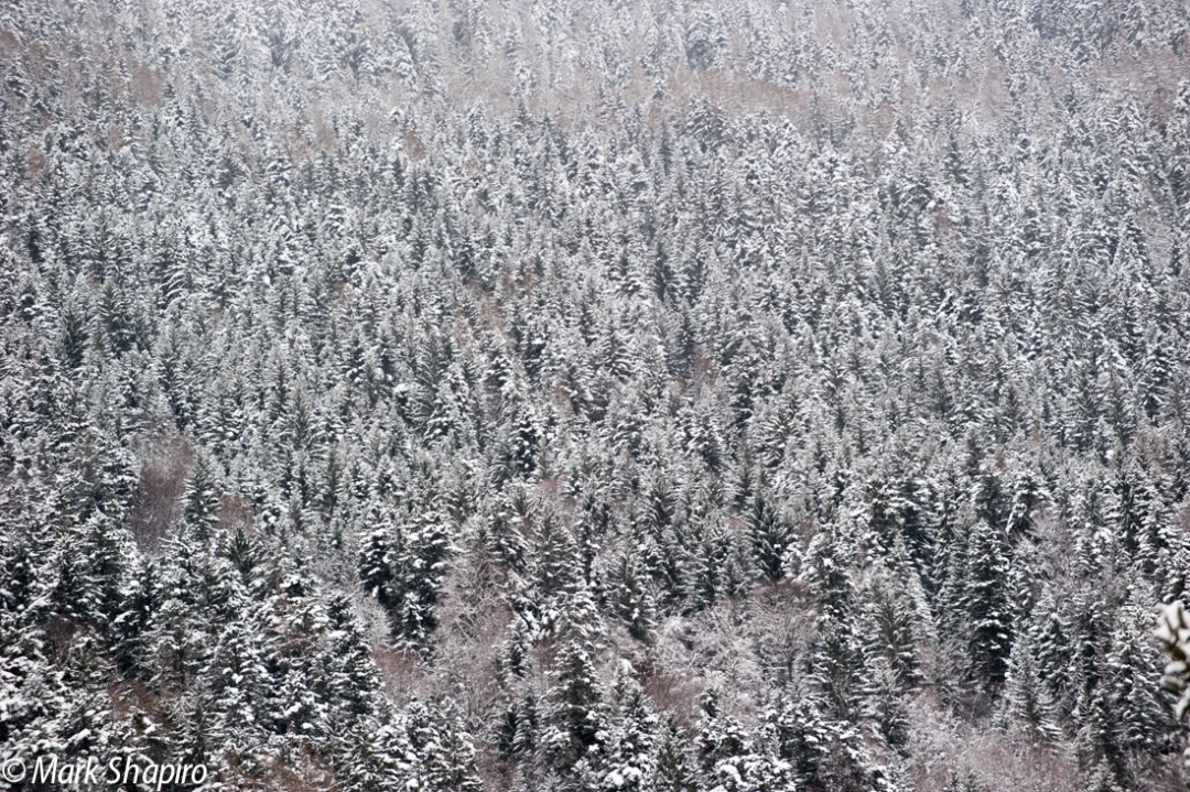 Elements-Trees-232