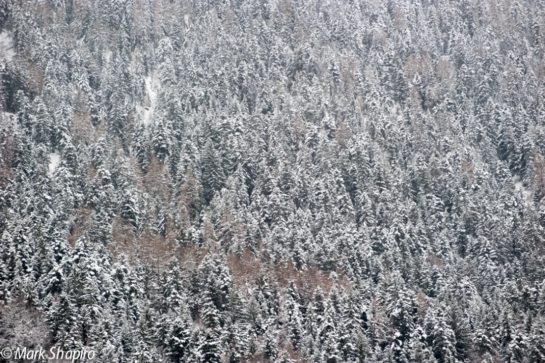 Elements-Trees-233