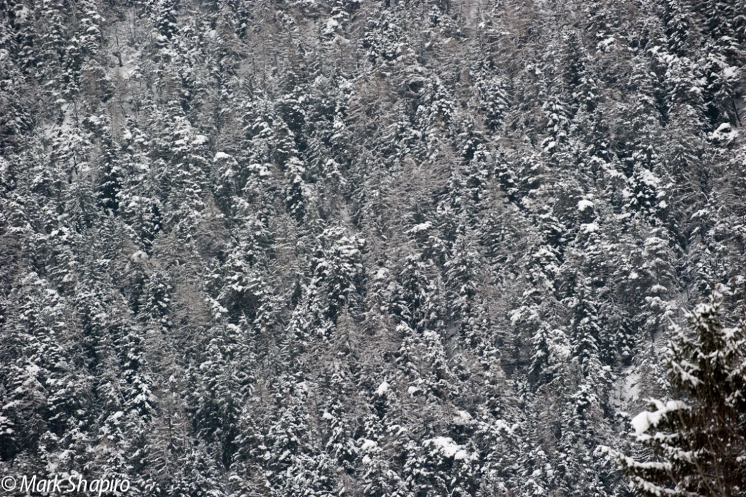 Elements-Trees-234