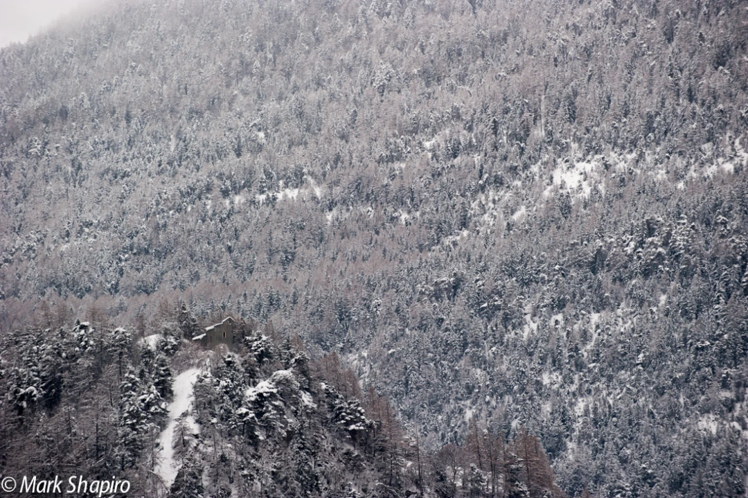 Elements-Trees-237