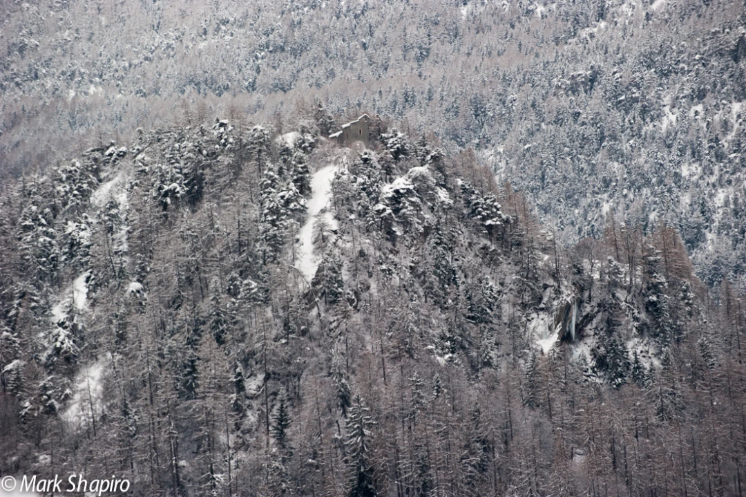 Elements-Trees-238
