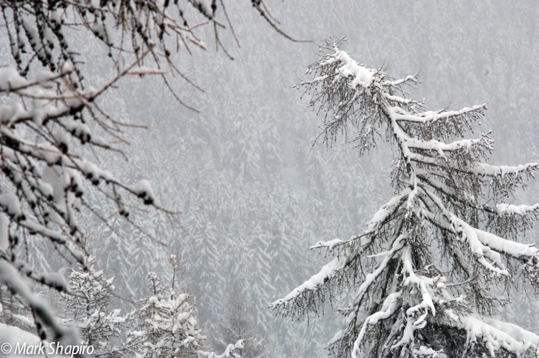 Elements-Trees-24