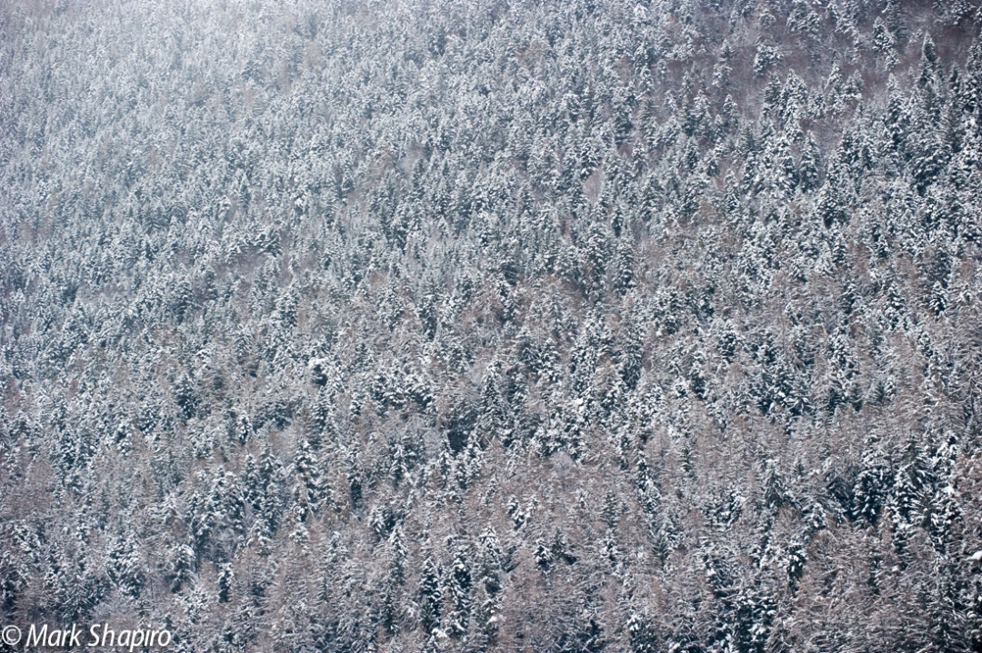 Elements-Trees-244
