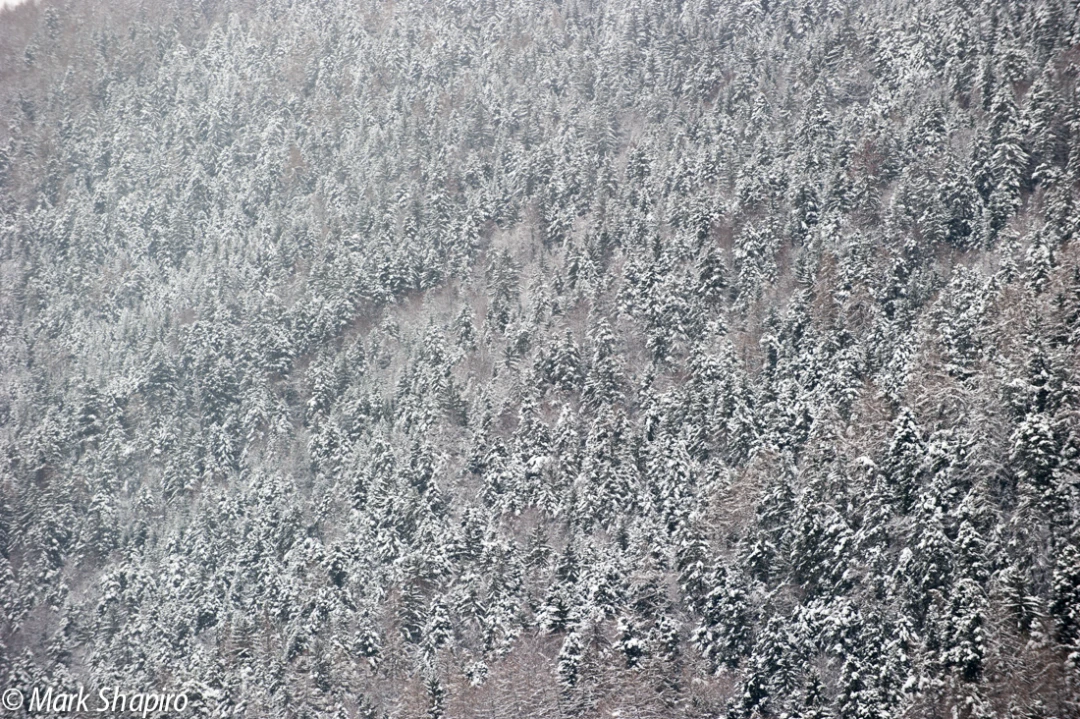 Elements-Trees-245