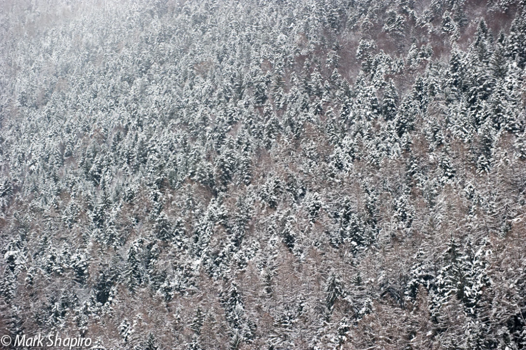 Elements-Trees-246