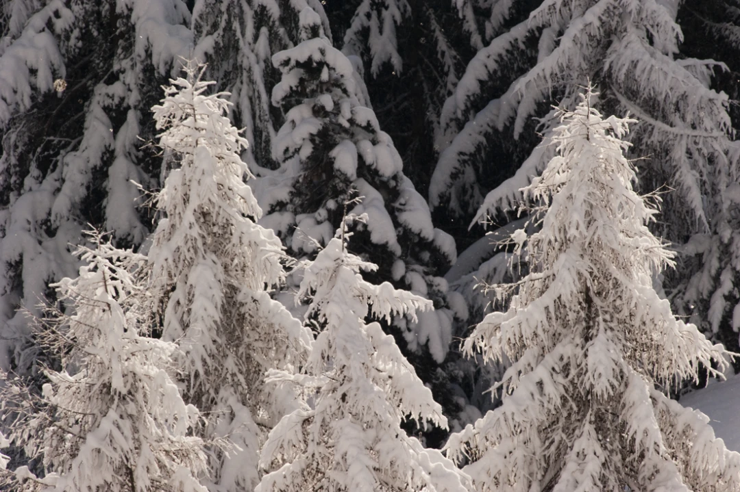 Elements-Trees-248