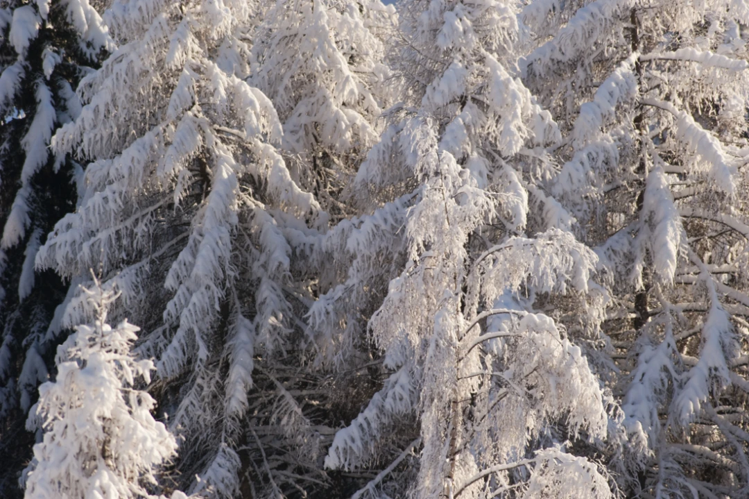 Elements-Trees-250