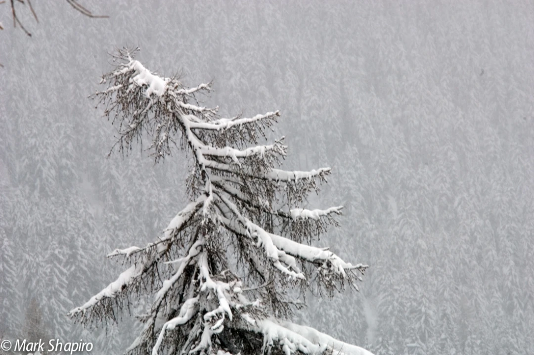 Elements-Trees-25