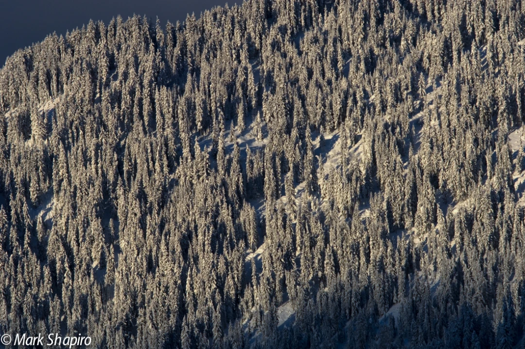Elements-Trees-29