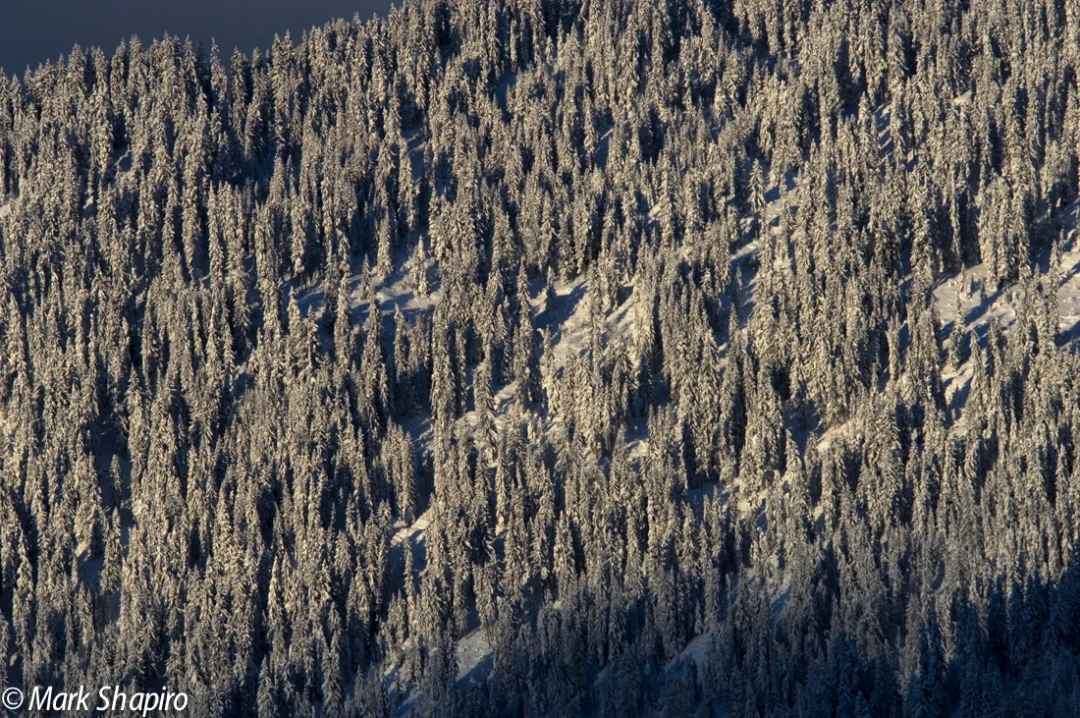 Elements-Trees-30