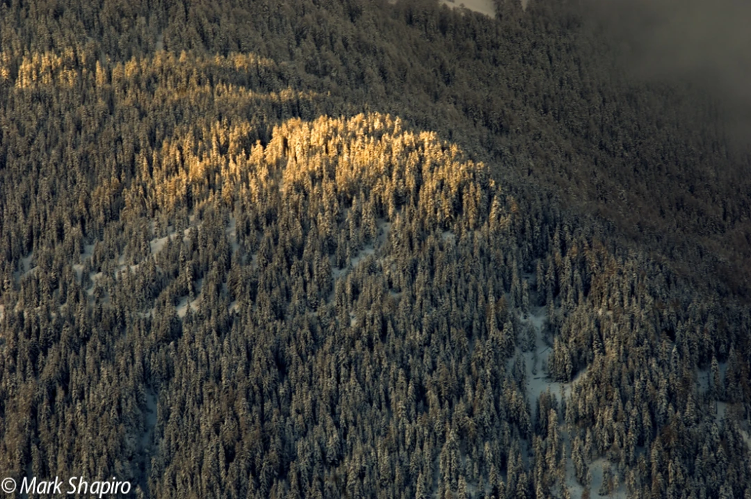 Elements-Trees-32