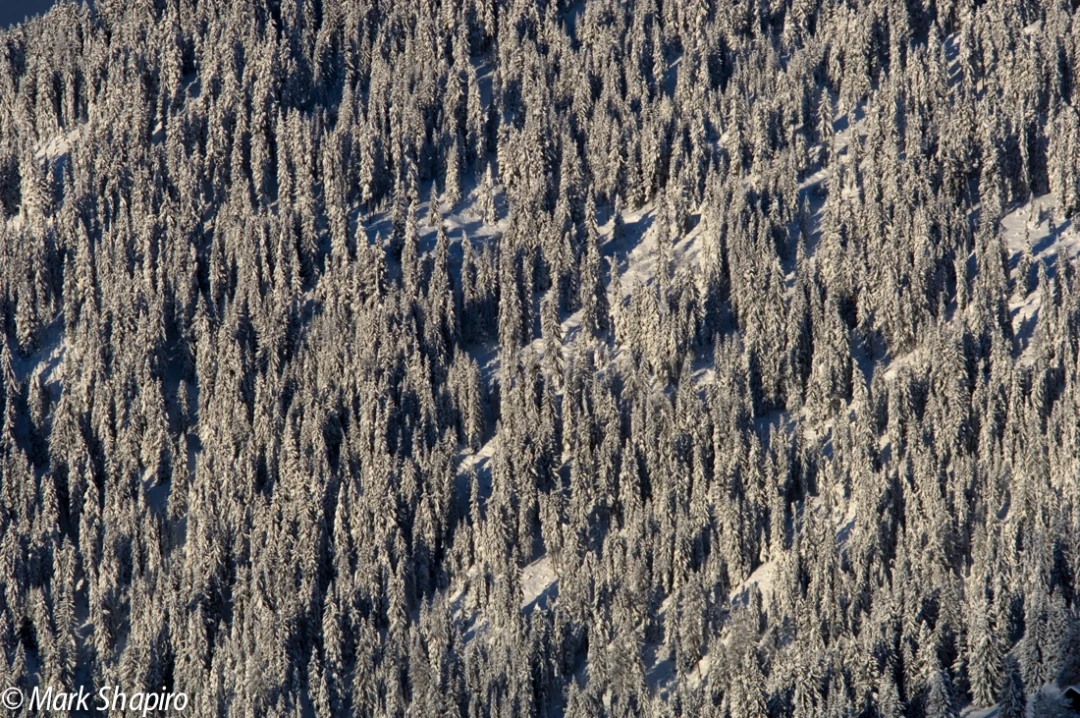 Elements-Trees-33