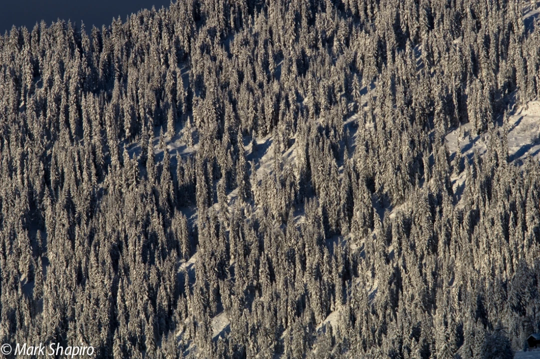 Elements-Trees-35