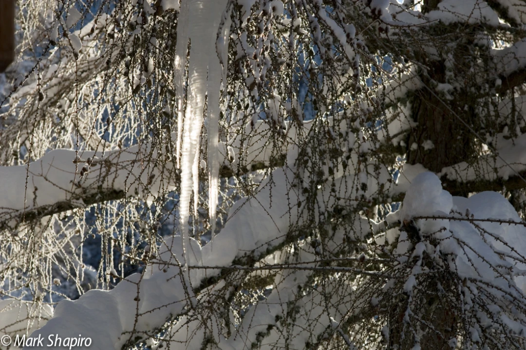 Elements-Trees-38