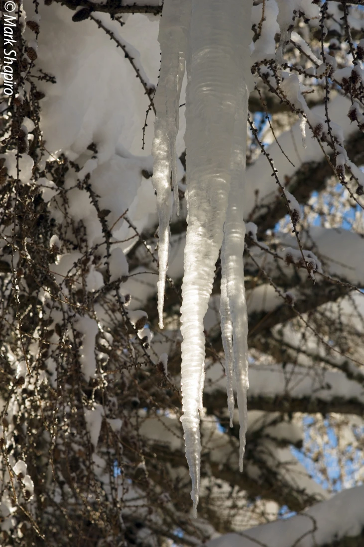 Elements-Trees-41