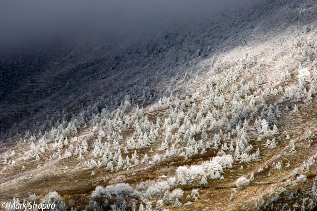 Elements-Trees-4