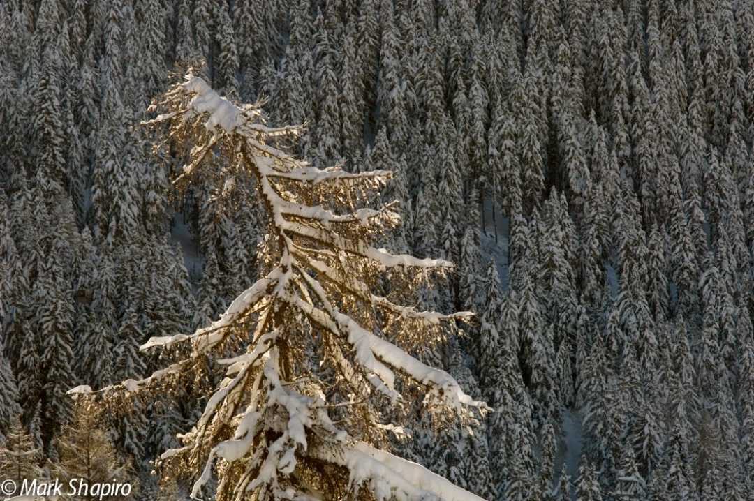 Elements-Trees-43