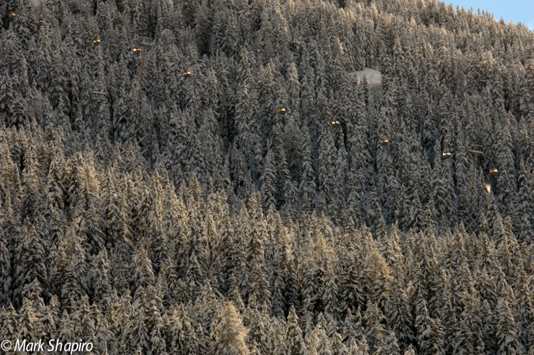Elements-Trees-44