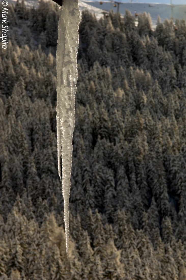 Elements-Trees-45