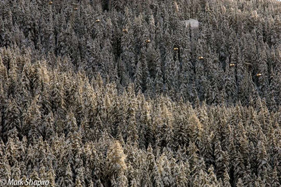 Elements-Trees-46