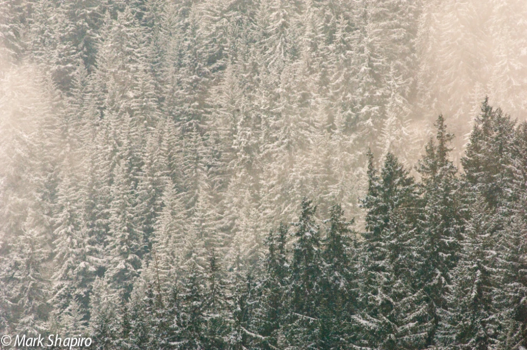 Elements-Trees-48