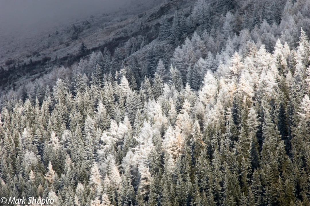Elements-Trees-5
