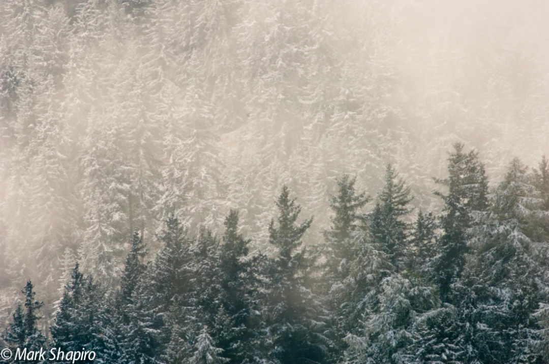 Elements-Trees-52