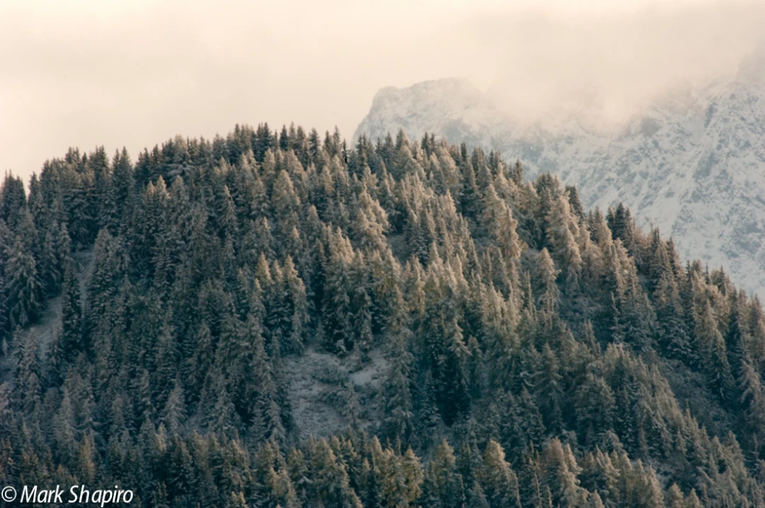 Elements-Trees-54