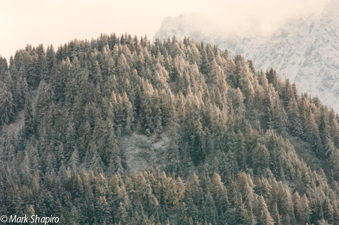 Elements-Trees-55