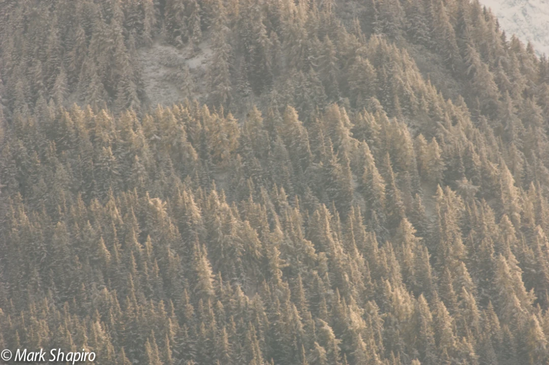 Elements-Trees-56