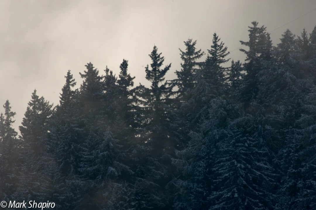 Elements-Trees-58