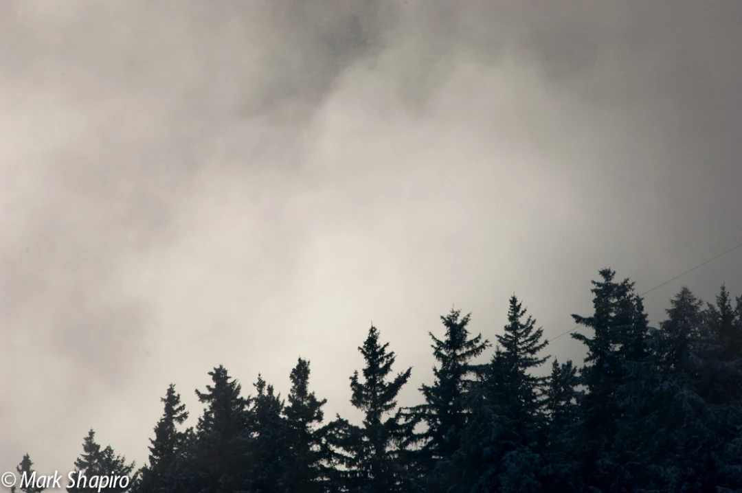 Elements-Trees-59