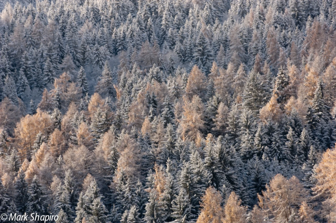 Elements-Trees-61
