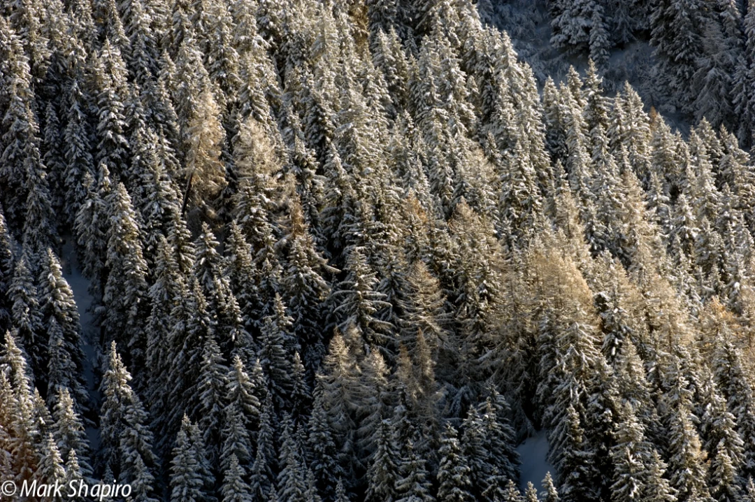 Elements-Trees-6
