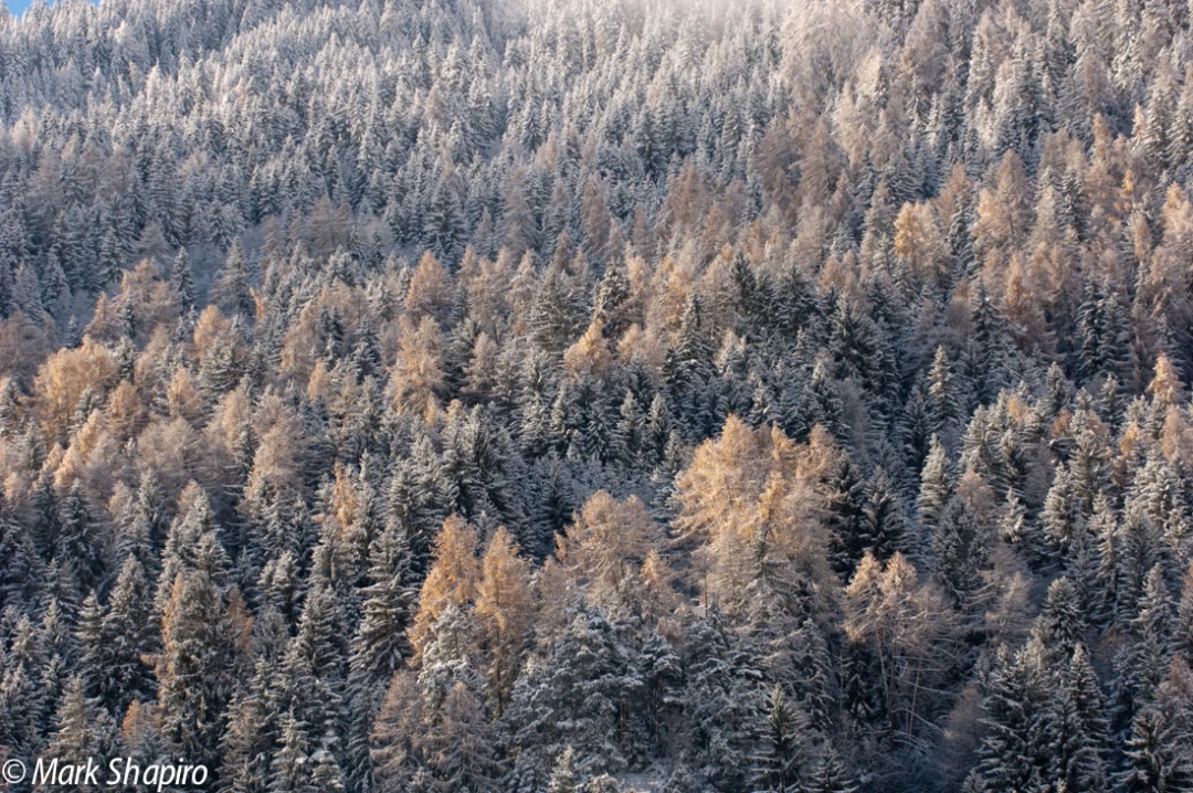 Elements-Trees-62
