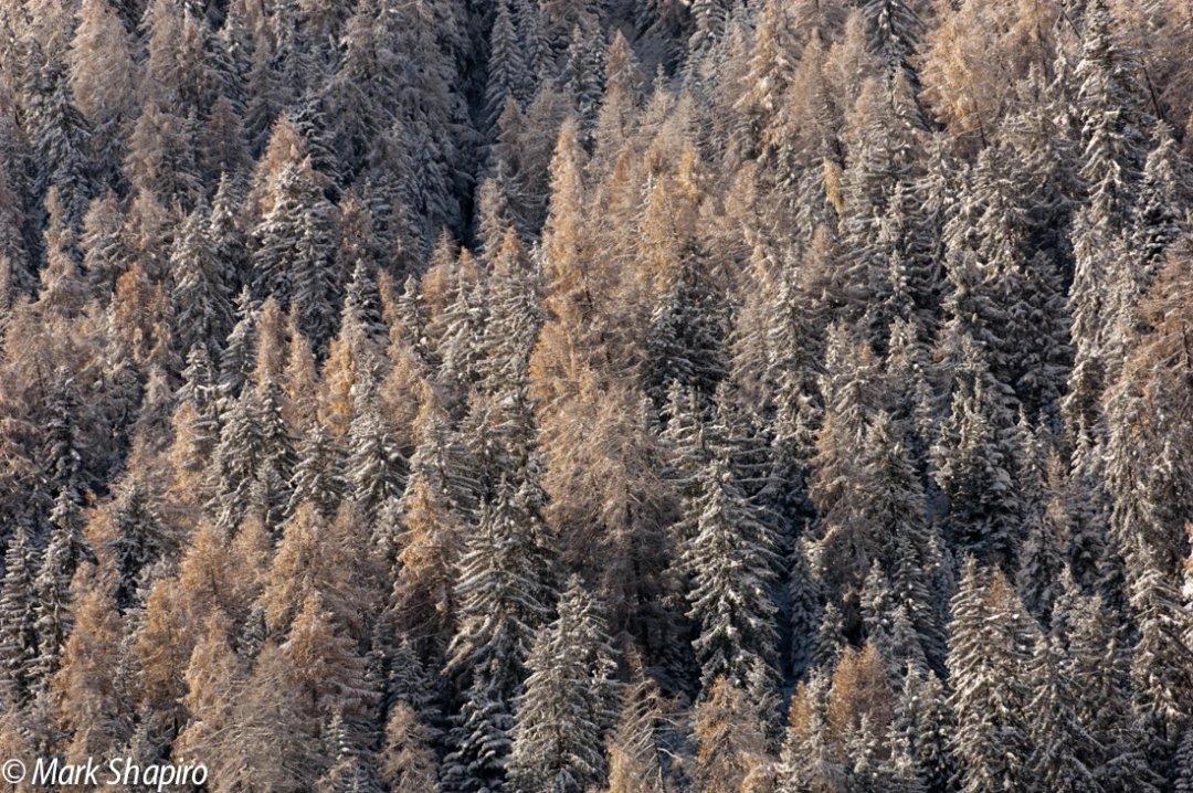 Elements-Trees-63