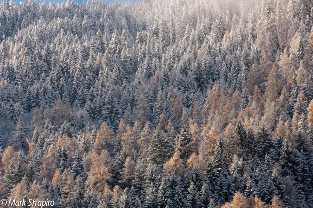 Elements-Trees-64