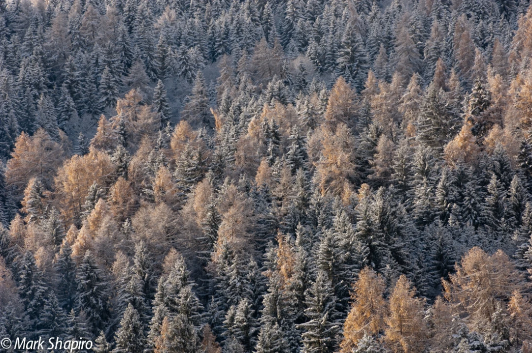 Elements-Trees-65