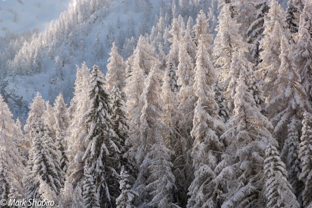 Elements-Trees-66