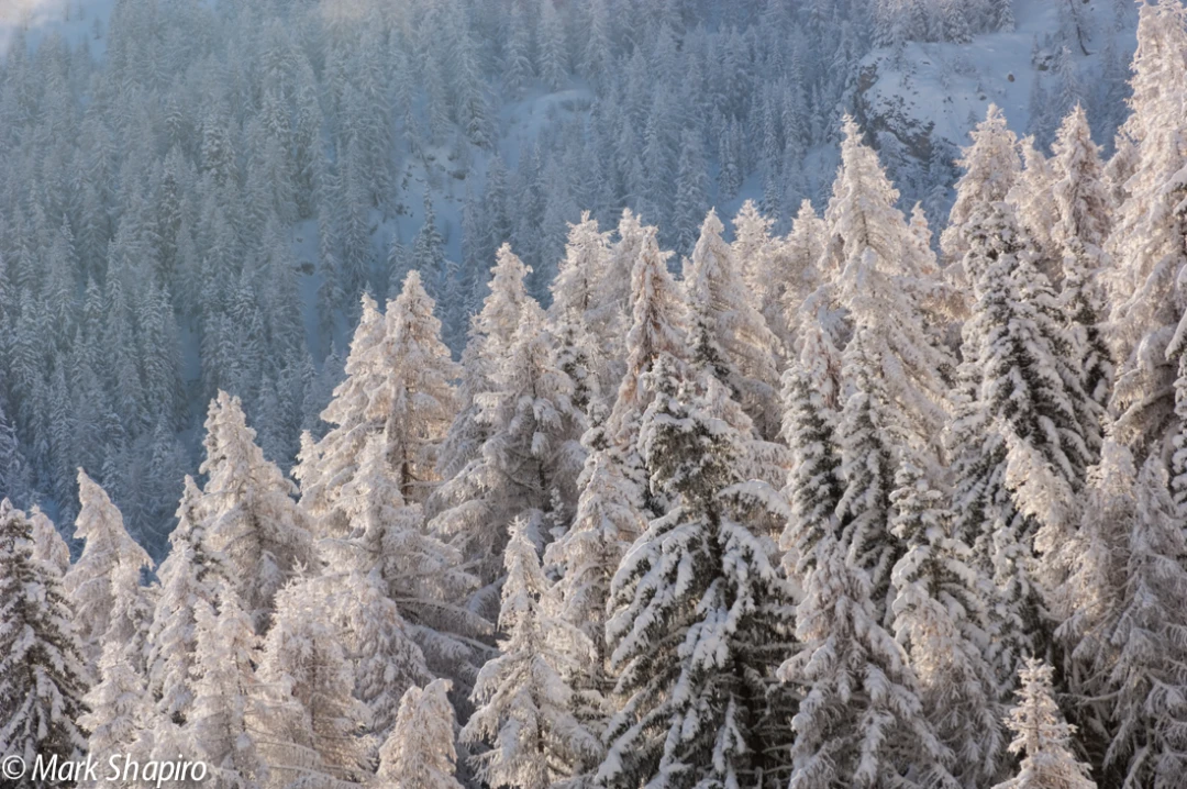 Elements-Trees-67