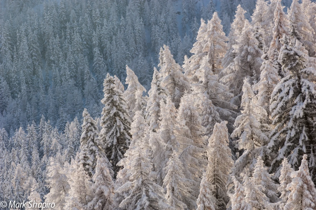 Elements-Trees-68