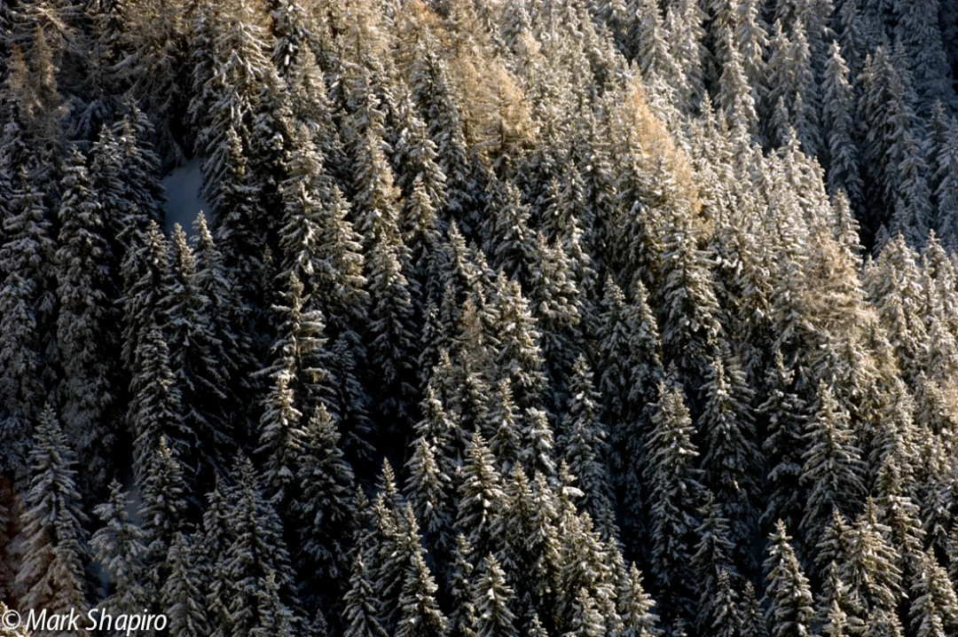 Elements-Trees-7
