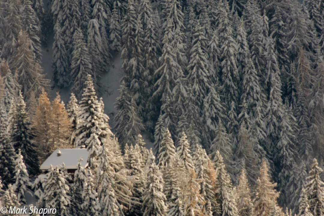 Elements-Trees-77