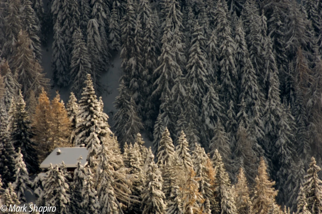 Elements-Trees-78