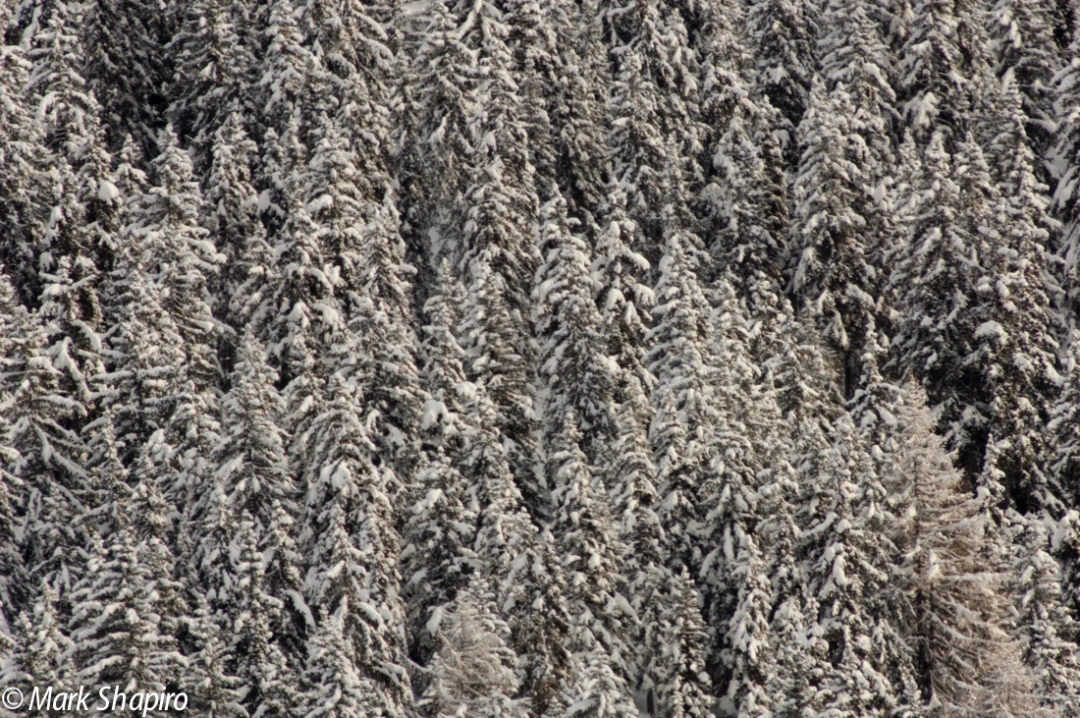Elements-Trees-79